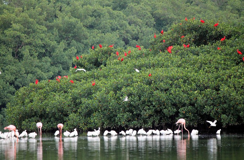 Caroni Bird Sanctuary, Caroni Swamp, Trinidad, Trinidad and Tobago